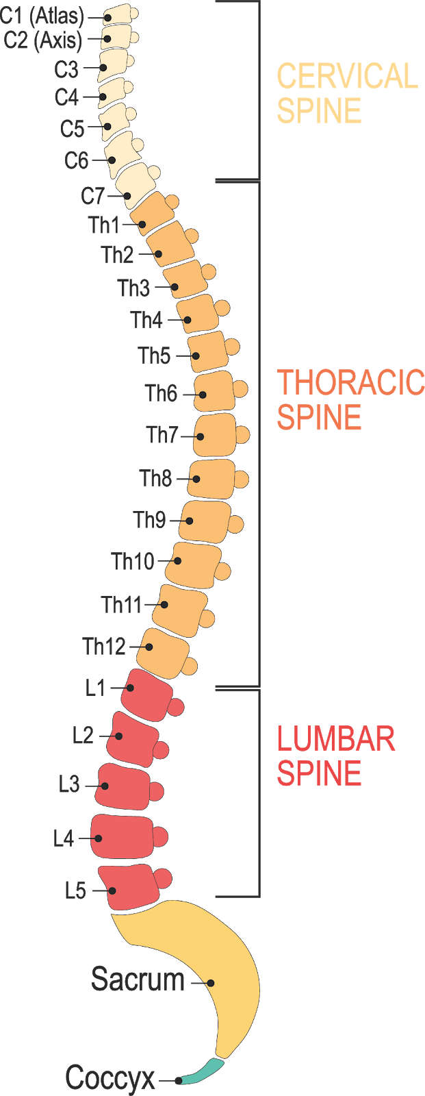 T-spine Mobility for Golf – TrueTurn